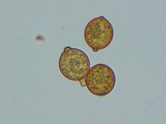 Botryobasidium simile