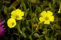 Oxalis pes-caprae