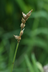 Carex bicknellii