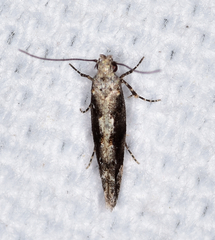 Coleotechnites florae