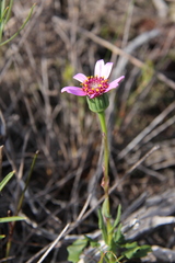 Senecio hastifolius