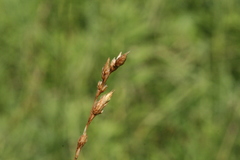 Carex bicknellii
