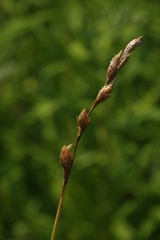 Carex bicknellii