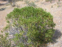 Colliguaja integerrima