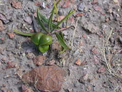 Colliguaja integerrima