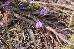 Amphithalea biovulata