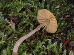 Entoloma cetratum