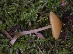 Entoloma cetratum