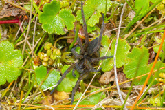 Diapontia