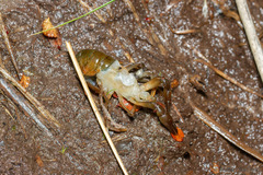 Samastacus spinifrons