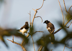Cyanocorax cyanopogon
