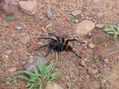 Photo of Mexican Red-rump Tarantula (Tliltocatl vagans)