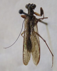 Mantoida