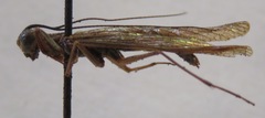 Mantoida