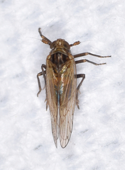 Spartidelphax detectus