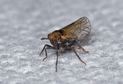 Spartidelphax detectus