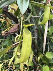 Nepenthes