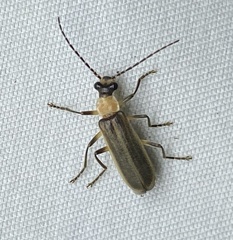 Podabrus flavicollis