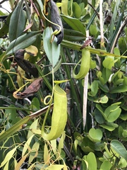 Nepenthes