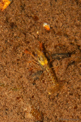 Samastacus spinifrons