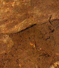 Samastacus spinifrons