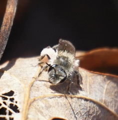 Andrena erigeniae