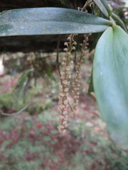 Rhipidoglossum rutilum, photograph author not stated, no rights reserved