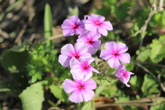 Phlox drummondii