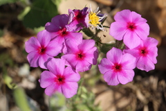 Phlox drummondii