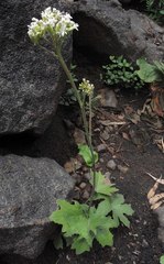 Psacalium poculiferum