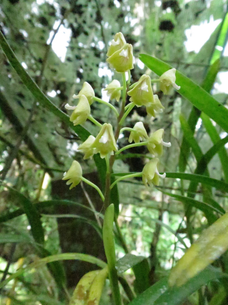 Polystachya thomensis