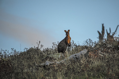 Osphranter robustus robustus