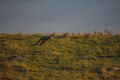Osphranter robustus robustus
