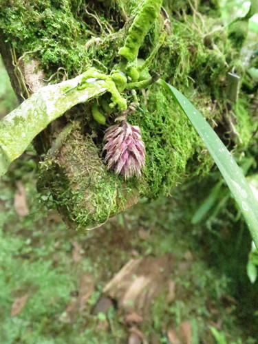 Bulbophyllum comatum Lindl.