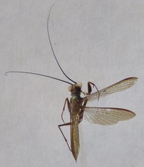 Mantoida