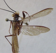 Mantoida