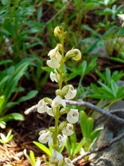 Pedicularis contorta