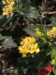 Lantana × hybrida