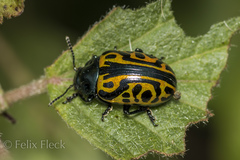 Calligrapha mexicana