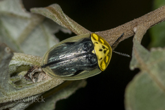 Physonota puncticollis