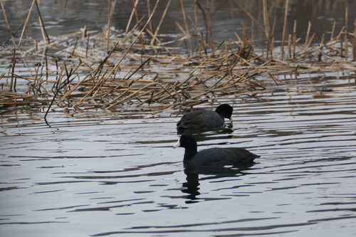 American Coot photographed in Connecticut