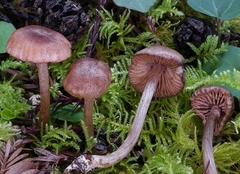 Entoloma cystomarginatum