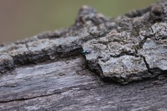 Salticus peckhamae