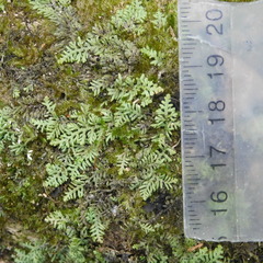 Lepidolaena clavigera