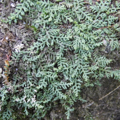 Lepidolaena clavigera