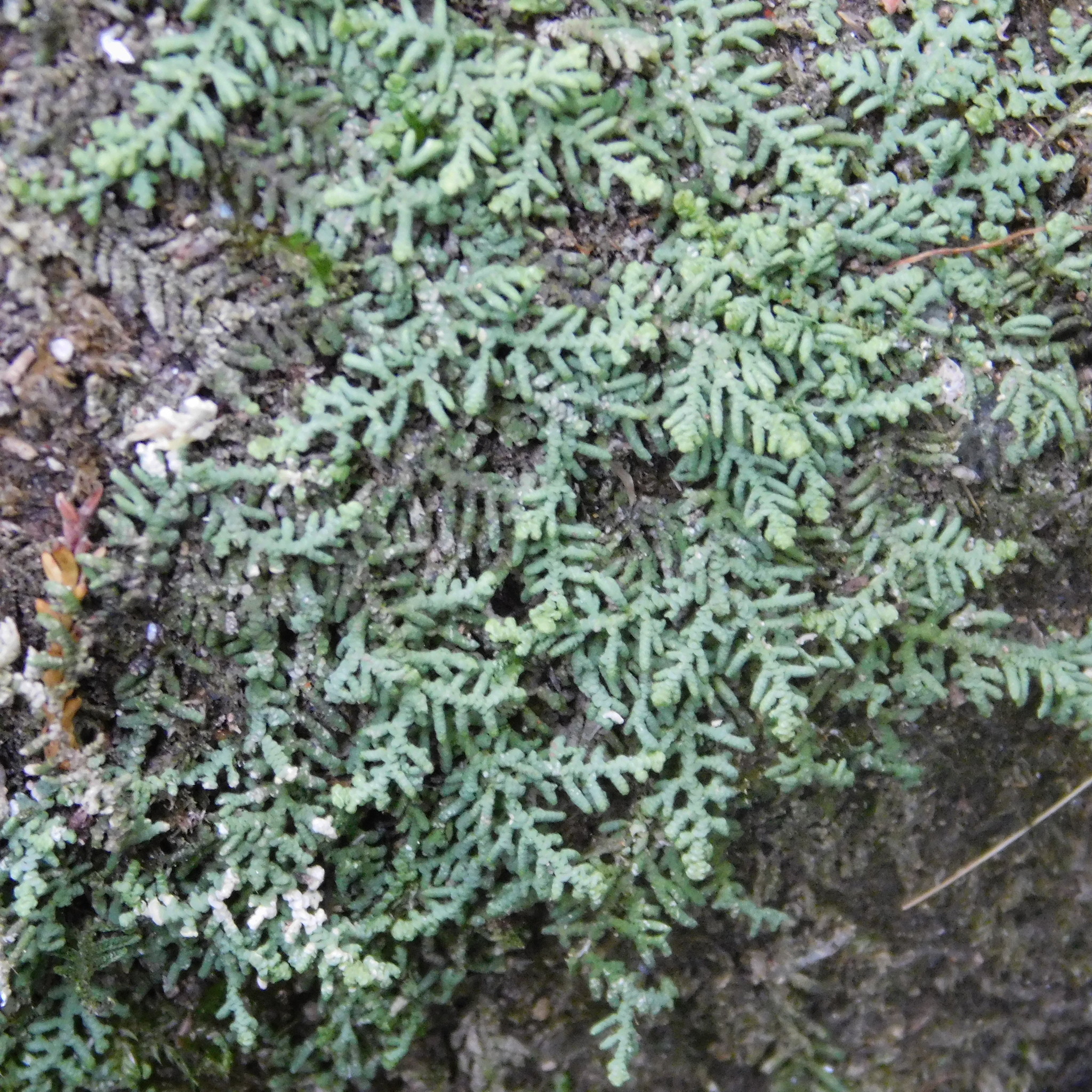 Lepidolaena clavigera