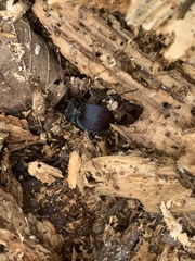 Scaphinotus elevatus