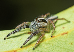 Mopsolodes australensis