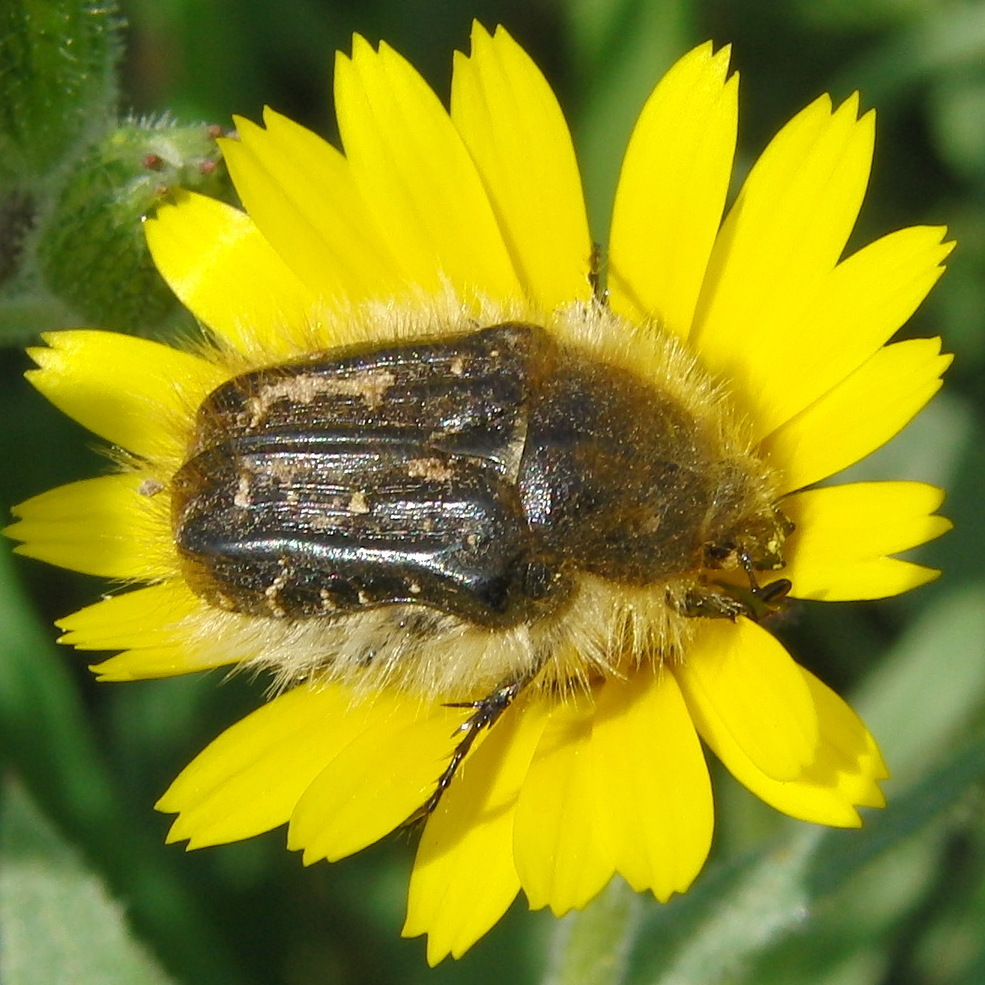 Hairy Rose Beetle (Cetoniinae of Africa) · BioDiversity4All