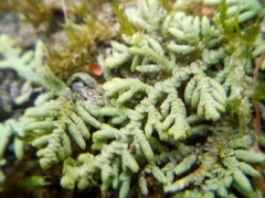 Lepidolaena clavigera